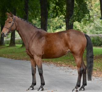 Mare KWPN Dutch Warmblood For sale 2016 Bay