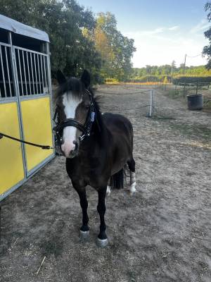 Gelding Welsh Pony (Section A) For sale 2015 Dark Bay