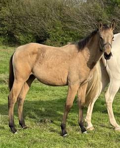 Filly selle français for sale 2025 buckskin