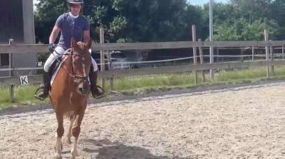 Hongre franche-montagne