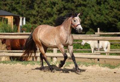 Filly Connemara For sale 2023 Roan