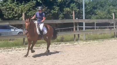 Hongre 3ans franche-montagne