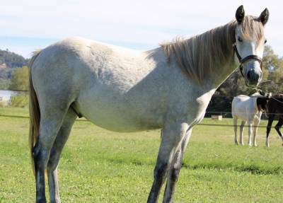 Gelding Connemara For sale 2024 Grey