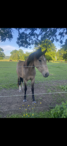 Gelding Welsh Part Bred For sale 2022 Buckskin