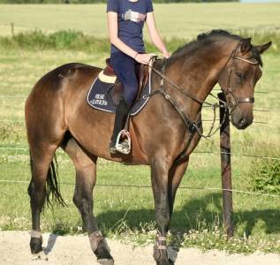 Mare bwp belgian warmblood for sale 2017 dark bay