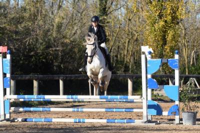 In vendita: cavalla bella trix – 9 anni – anglo arabo s