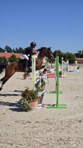 Poney de sport ou de loisirs d 11 ans