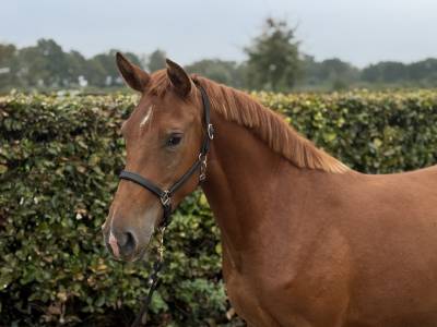 Aansprekende D pony merrie met allround kwaliteit !