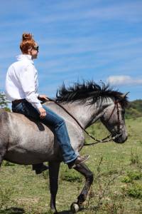 Gelding No Origin Recorded For sale 2021 Grey
