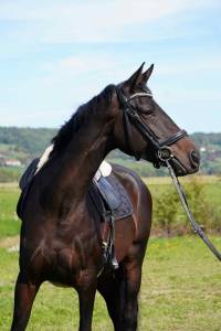Mare Selle Français For sale 2020 Dark Bay