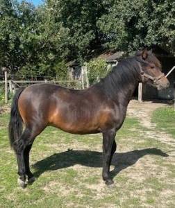 Colt Origin Recorded For sale 2024 Bay