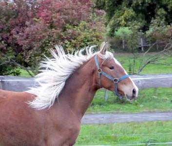 rare pouliche AES bai silver 