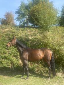 Gelding selle français for sale 2018 bay