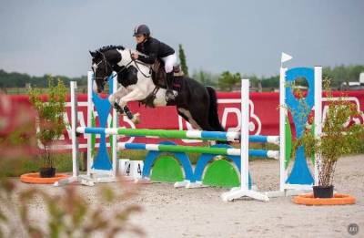 Stallion Welsh Part Bred For sale 2010 Coloured