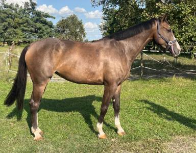 Broodmare cheval de selle italien for sale 2018 bay