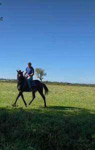 Cheval de randonnée et dressage 