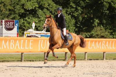 Castrone sella francese in vendita 2019 sauro , casallo z