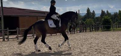 Castrone Lusitano In vendita 2018 Isabella