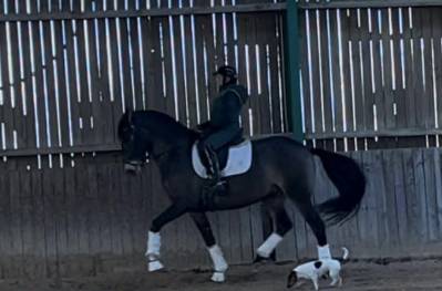 Hongre - lusitanien - 7 ans - psg- piro free