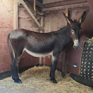 Asno Altre Razze di Asini In vendita 2021 Baio