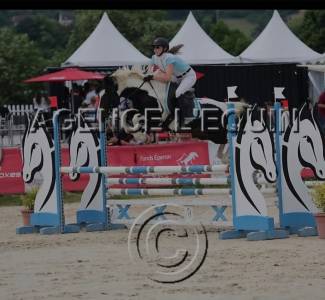 Entire Other Pony Breed For loan 2016 Coloured