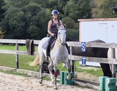 Castrone Lusitano In vendita 2016 Grigio ,  Zenite