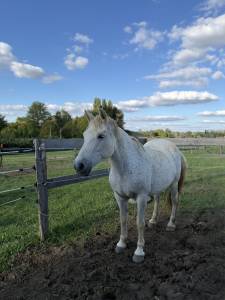 Broodmare Connemara For sale 2009 Grey