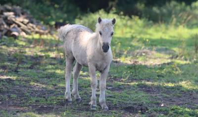 Potro shetland en venta 2025 palomino por jump de touroun