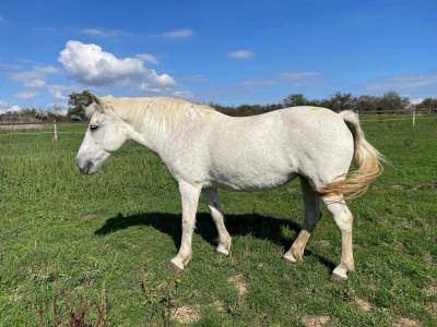 Mare Origin Recorded For entrust 2002 White