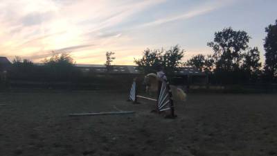 Haflinger pp 12ans