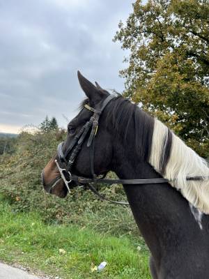 Ponette de 4ans