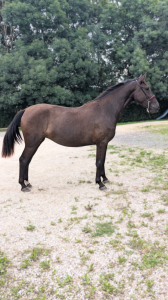 ✨ NOVIA XIV – Jument Pure Race Espagnole (PRE) ✨