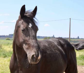 Hongre trotteur 5 ans 