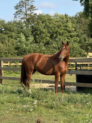 Yegua silla francés en venta 2022 alazán por i am semilly