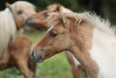 Pouliche shetland pp
