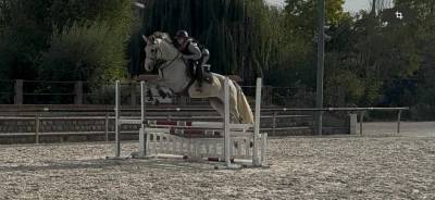 Corrada Z, Gentille et jolie jument de 7ans 