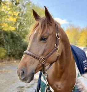 Kelle star du comte, superbe jument de 5ans