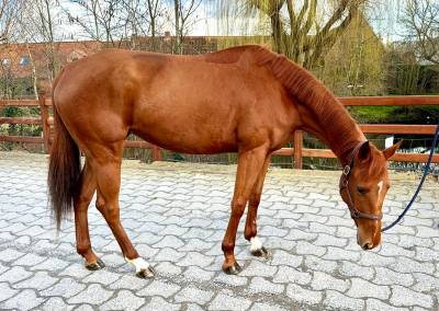 Mystic, une jument en or 