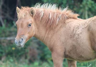 Pouliche shetland pp