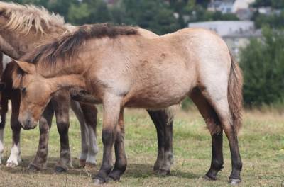 Potranca shetland en venta 2025 isabelo por jump de touroun