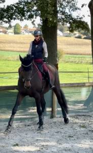 Gelding selle français for sale 2021 bay