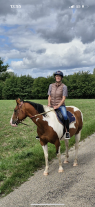 Gelding paint for sale 2020 coloured
