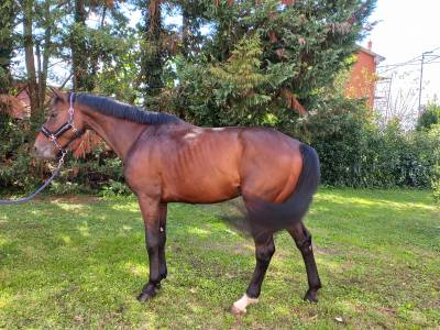 Cavallo olandese kwpn del 2020