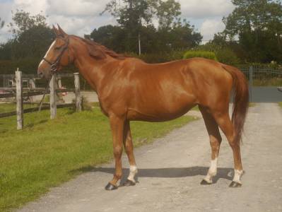 Yegua sbs caballo de deporte belga préstamo 2018 alazán por diamant de semilly