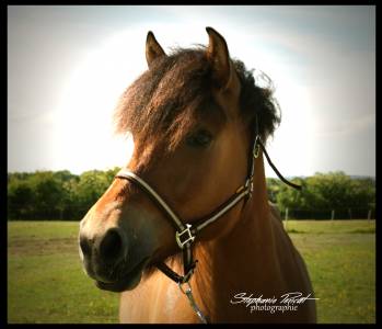 Magnifique poney d isabelle
