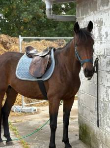 Jument trotteuse 8 ans 