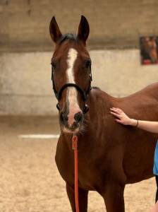 Jument trotteuse 9 ans