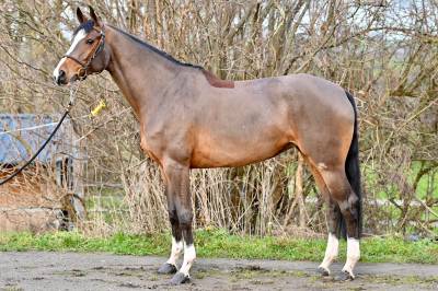 Yegua zangersheide en venta 2021 bayo por nixon van 't meulenhof