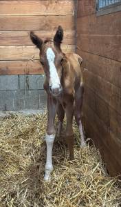 Puledro sella francese in vendita 2025 sauro brulé