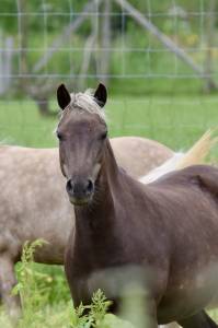 Magnifique ponette 'classic pony' chocolat crins lavés
